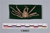 藏品(針蟹)的圖片